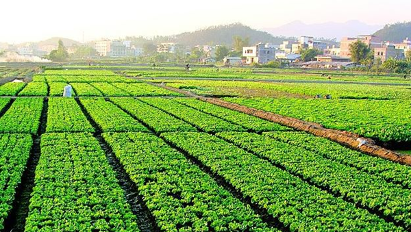 农业为什么这样要害?农业的十大位置和效率