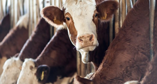 农业为什么这样要害?农业的十大位置和效率