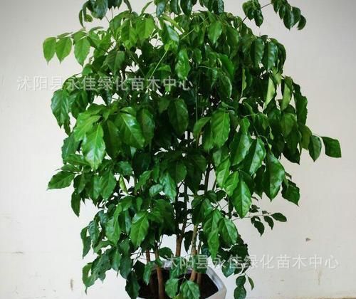 什么植物防辐射效果最好:哪些植物能够防辐射