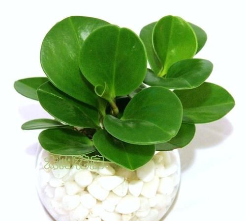 什么植物防辐射效果最好:什么植物防辐射最好