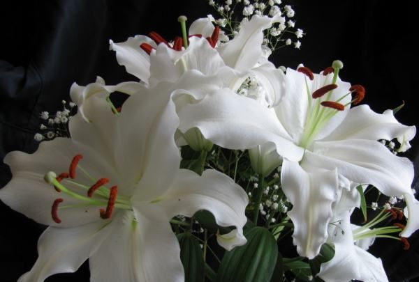 象征友谊的花简笔画,代表友情的图片大全图11