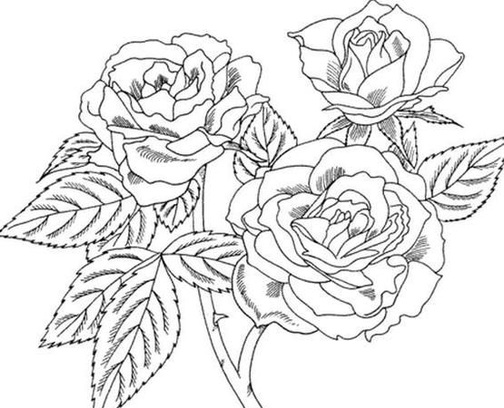 代表友谊的花图片