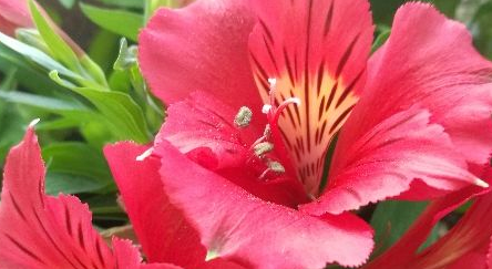 象征友谊的花简笔画,代表友情的图片大全图13