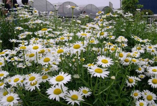 象征友谊的花简笔画,代表友情的图片大全图7