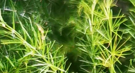 象征友谊的花简笔画,代表友情的图片大全图14