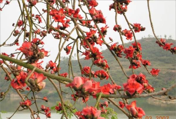 象征友谊的花简笔画,代表友情的图片大全图3