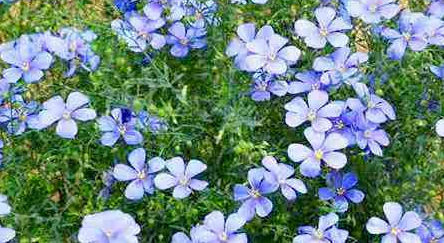 象征友谊的花简笔画,代表友情的图片大全图15