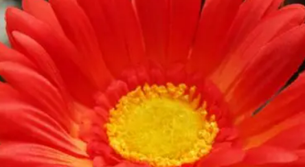 象征友谊的花简笔画,代表友情的图片大全图17