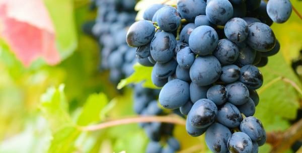 家庭自制葡萄酒的做法,家庭自制葡萄酒的制作方法是什么图2