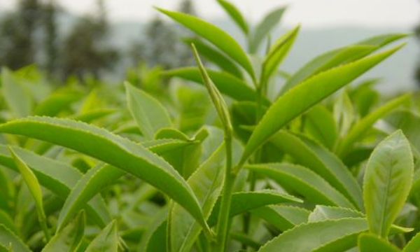 福建特产茶叶,福建乌龙茶有哪些品种图3
