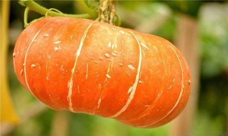 南瓜的糖分高不高糖尿病可以吃吗