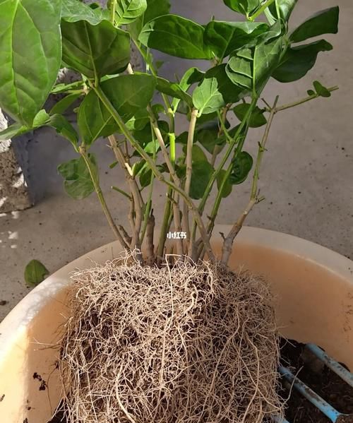 茉莉什么时候换盆比较好