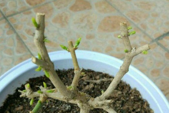 茉莉换盆时间和方法,茉莉花几月换盆合适图5