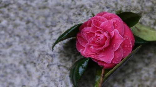 大业千帆竞发的意思_百葛争流千帆竞发的意思-第1张图片-