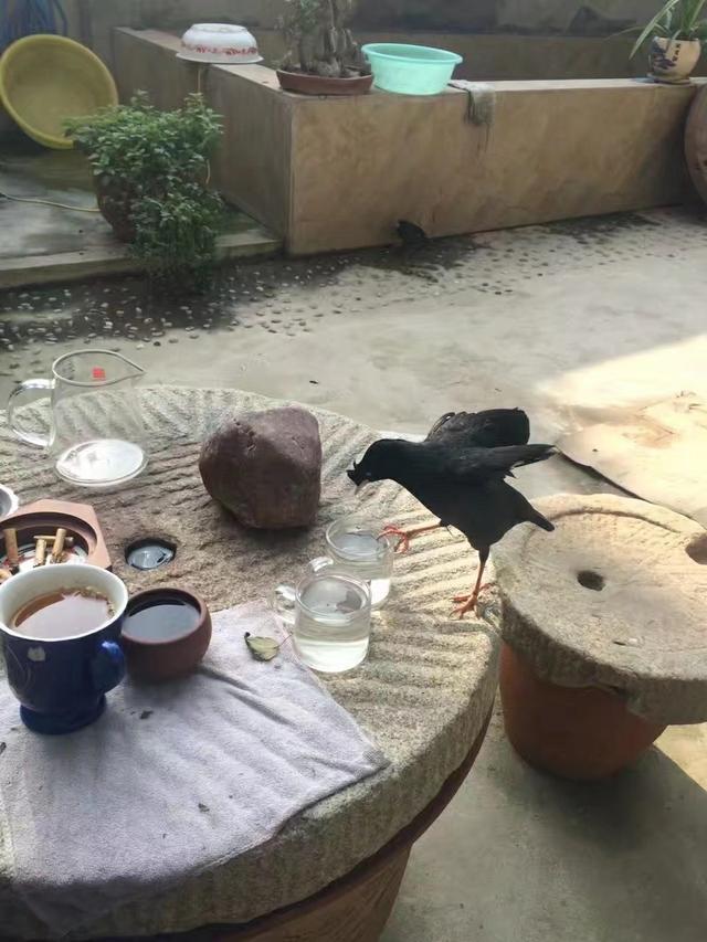 八哥养鸟最佳方法(训养八哥鸟三十年心得)(3)