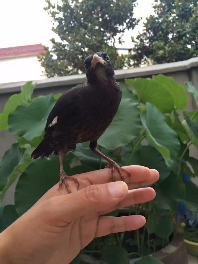 八哥养鸟最佳方法(训养八哥鸟三十年心得)(1)