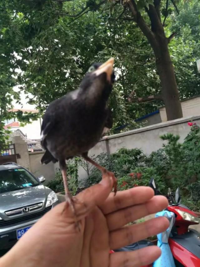 八哥养鸟最佳方法(训养八哥鸟三十年心得)(2)