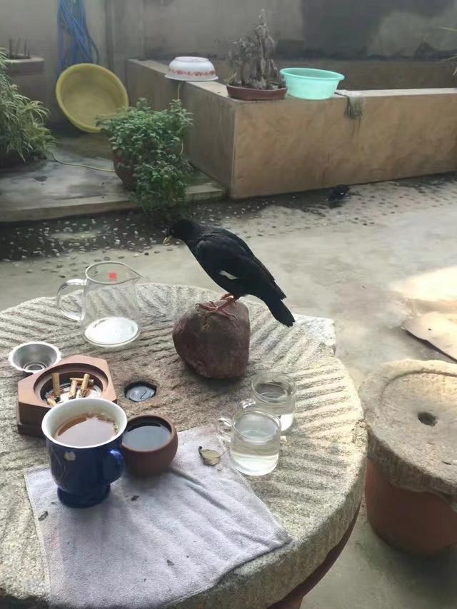 八哥养鸟最佳方法(训养八哥鸟三十年心得)(5)