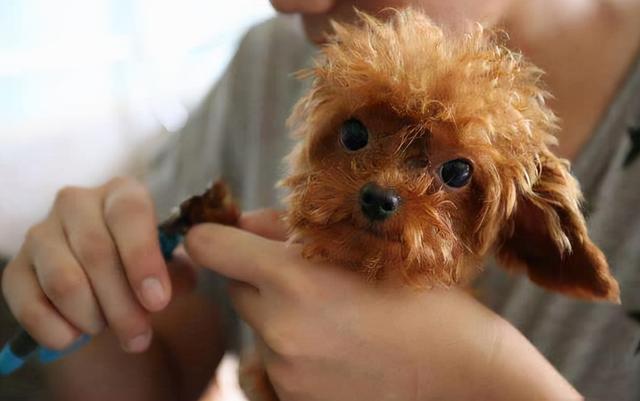 贵宾犬和泰迪都有哪些区别（3招教你如何辨别）(6)