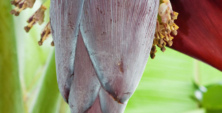 成熟的香蕉形状为什么大都是弯的,成熟的香蕉形状为什么大都是弯的?图4