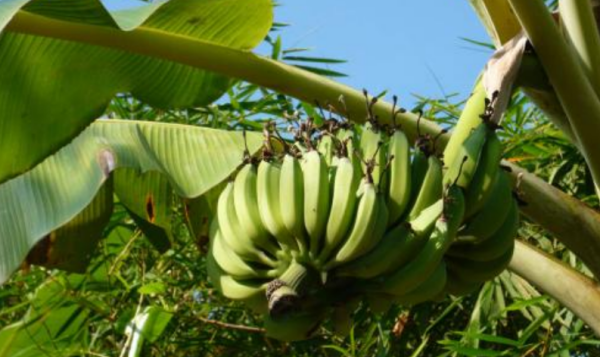 成熟的香蕉形状为什么大都是弯的,成熟的香蕉形状为什么大都是弯的?图7