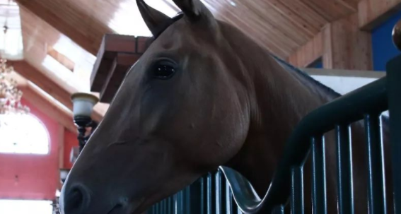 马的家被称为什么,什么是马儿的家填空图2