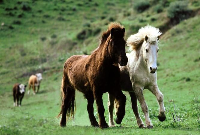 什么是马儿的家填空