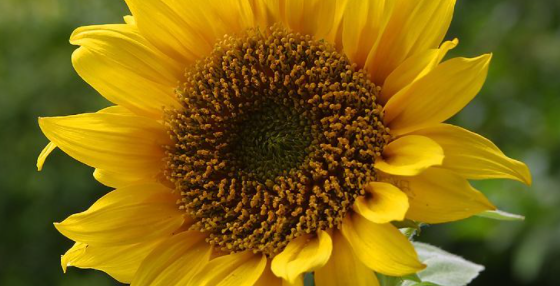 向日葵会随着太阳转动,向日葵花为什么会随着太阳转动?图5