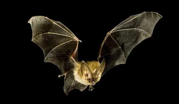 蝙蝠属于哺乳动物还是鸟类,蝙蝠属于什么动物类型图2