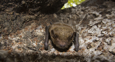 蝙蝠属于哺乳动物还是鸟类,蝙蝠属于什么动物类型图4