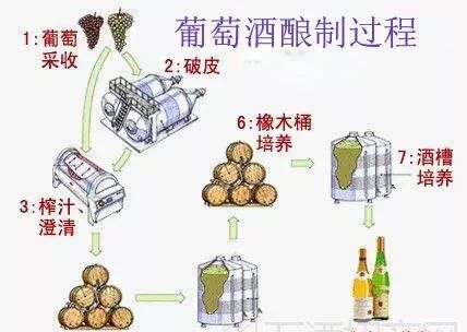 自制葡萄酒的酿制方法，干红葡萄酒的制作方法？图4