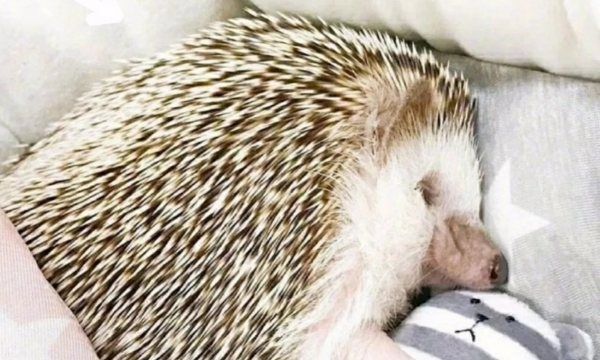刺猬的刺有什么作用,刺猬的刺有哪些作用图6
