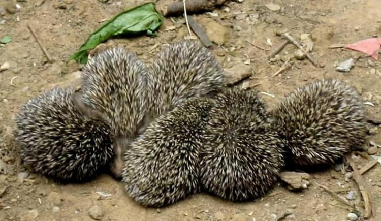 刺猬的刺有什么作用