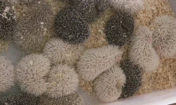 刺猬的刺有什么作用,刺猬的刺有哪些作用图5