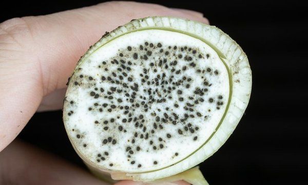 茭白发黑可以吃,茭白心有黑点能吃吗图6