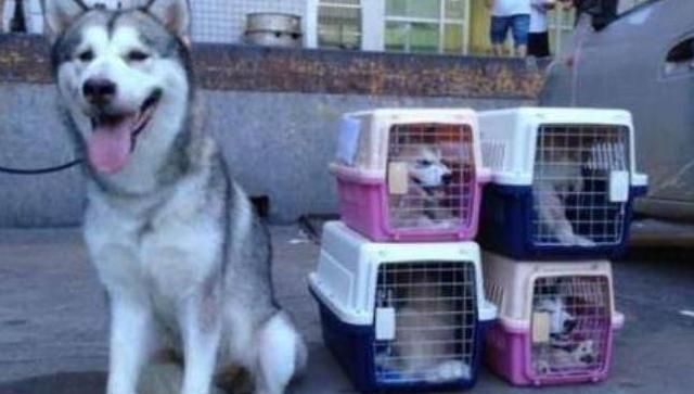 汽车可以带宠物吗，大巴车可以带宠物猫吗？放在箱子里的？图2