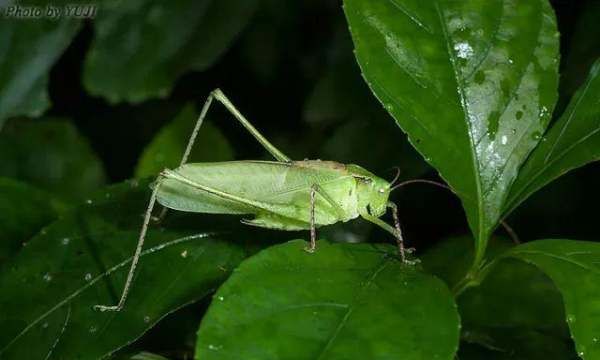 纺织娘是什么东西图片,纺织娘俗称是什么东西图4