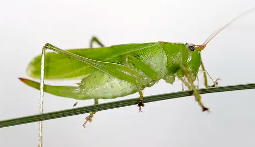 纺织娘是什么东西图片,纺织娘俗称是什么东西图3