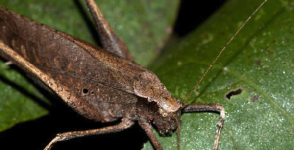 纺织娘是什么东西图片,纺织娘俗称是什么东西图1