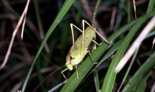 纺织娘是什么东西图片,纺织娘俗称是什么东西图2