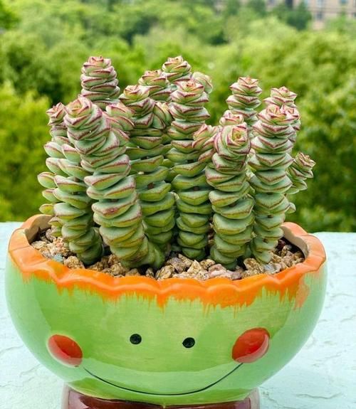 钱串子的养殖方法