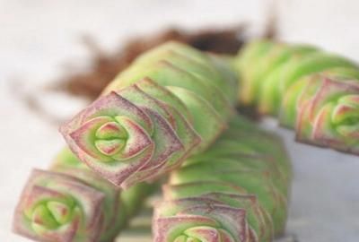 钱串子的养殖方法，钱串子的养殖方法？图6