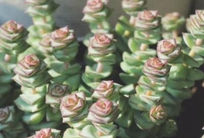 钱串子的养殖方法，钱串子的养殖方法？图4