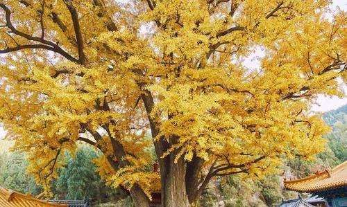 芈月山玫瑰谷自然风景区在哪里,芈月山玫瑰谷是哪个省图6