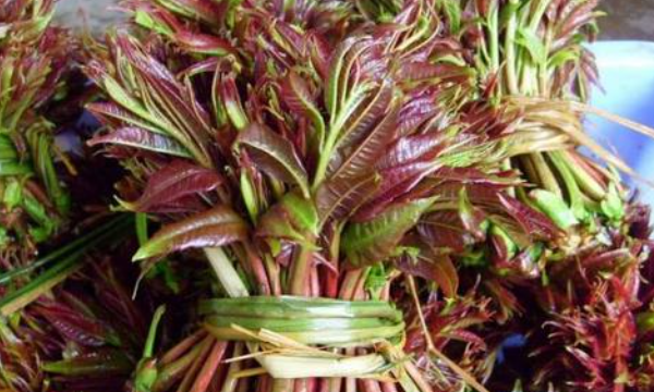 香椿怎么保存到夏天,香椿怎么样保存好,可以保存图4