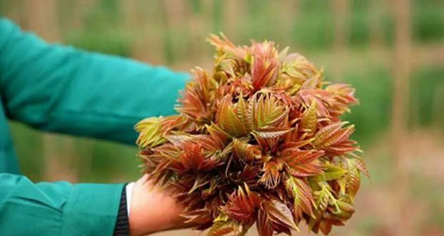 香椿怎么样保存好,可以保存