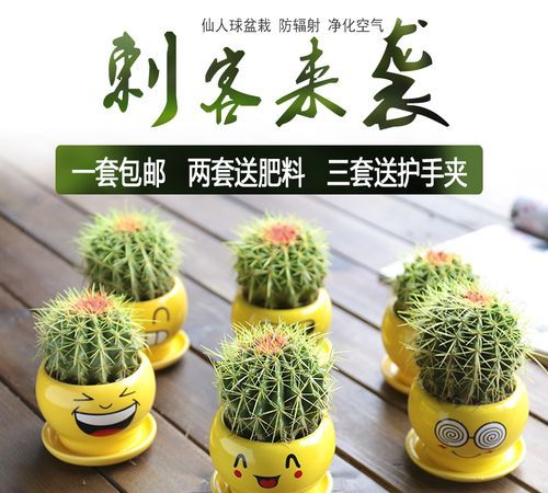 仙人球怎么防辐射的