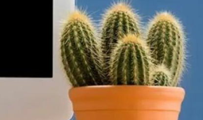 植物放在电脑的那个位置最能防辐射