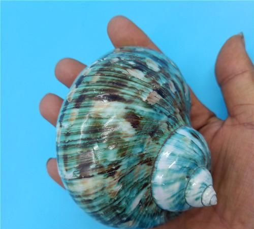 猫眼螺哪里比较多