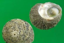 一岁可以吃猫眼螺吗